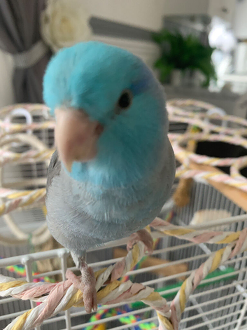 Hand reared talking parrolet silly tame