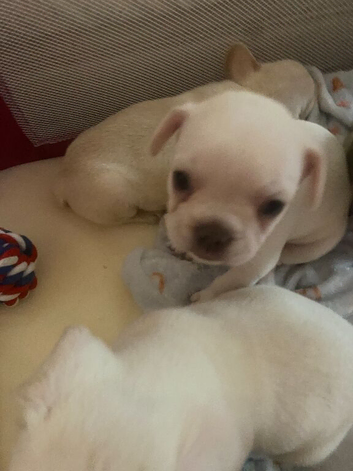 8 week old
