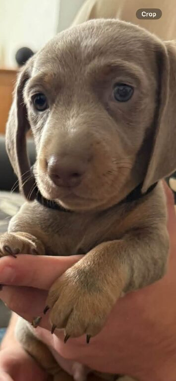 Beautiful dachshunds for sale