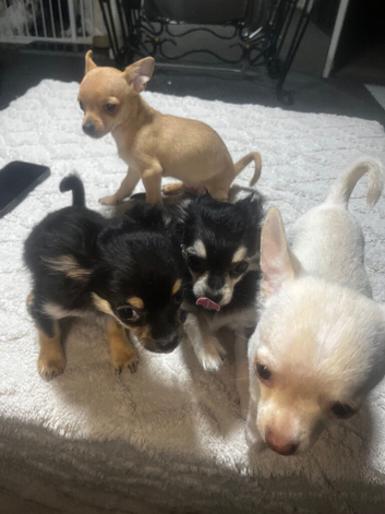 4 teacup chihuahua puppies