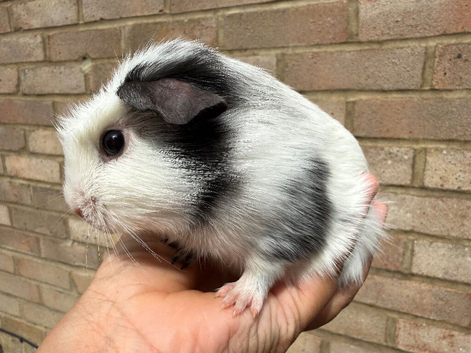 Baby boy Guinea pigs