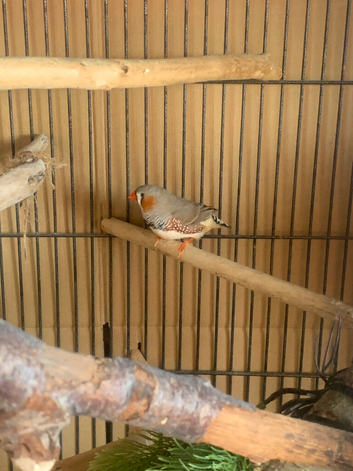 Male and female zebra finch