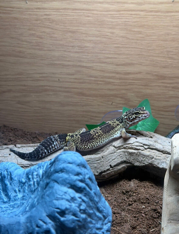 Black Night Cross Leopard Gecko Female With 4x2x2 Set Up