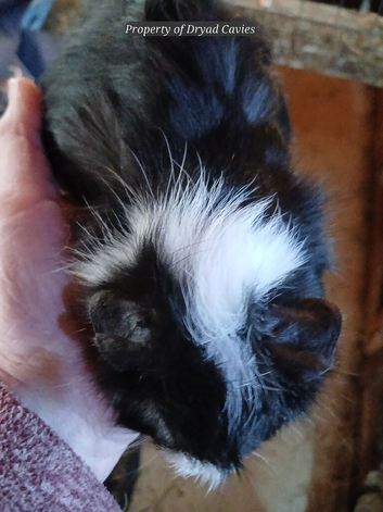 Cute Guinea pigs