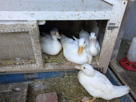 6 white call ducks