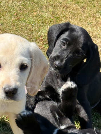 Cockerdor Puppies Cocker Spaniel X Labrador.