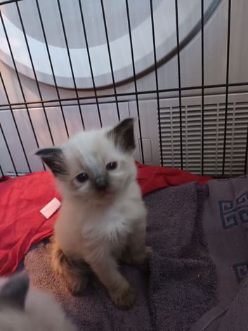 Ragdoll kittens