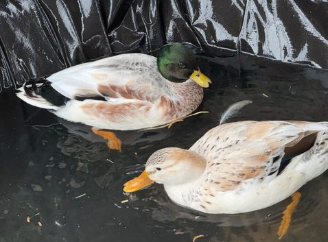 Beautiful Hand-Raised Call Duck &times; Snowy Mallard Ducklings