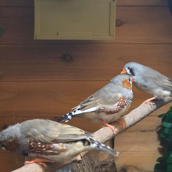 Zebra Finches