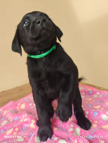 Stunning Black & Yellow Labrador Puppies