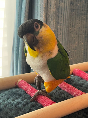 Black headed Caique Hand tame male parrot cute pet bird