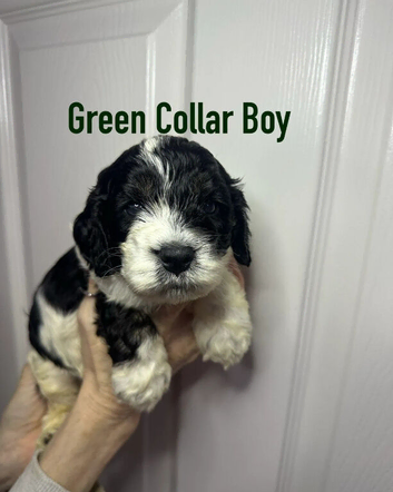 Cockapoo Puppies