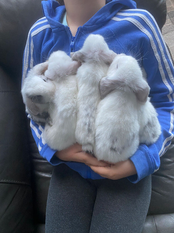 Mini lop litter. Ready now
