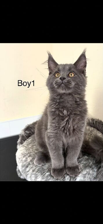 Beautiful Maine coon kittens