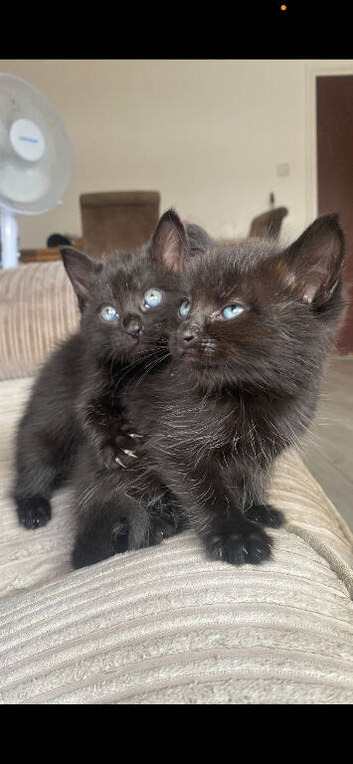 For Rehoming