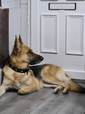 German Shepherd For Stud