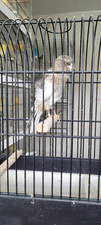 Female Yorkshire
