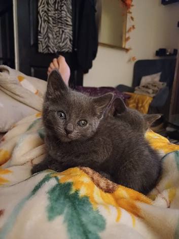 3/4 russian blue