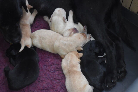 Beautiful Labrador Puppies.