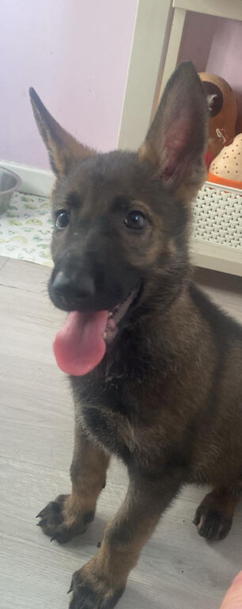 German shepherd 9 week old gorgeous  puppy kc registered