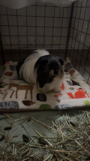2 male guinea pigs
