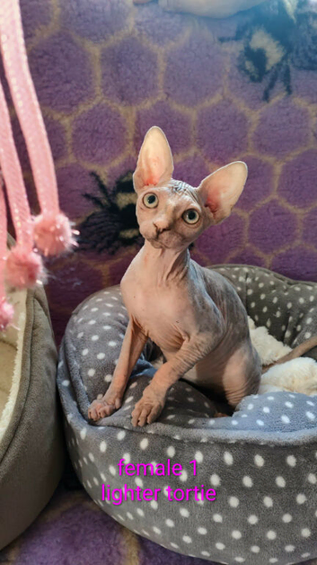 Two adorable Canadian Sphynx girls looking for forever homes.