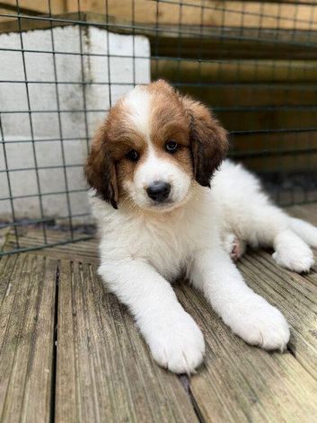 Ready Next week Golden Doodle X Pyrenees