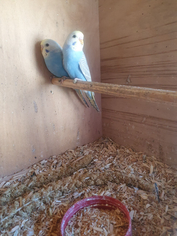 Rainbow udgies