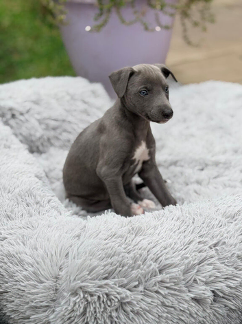Whippet puppy