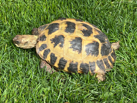 Female tortoise
