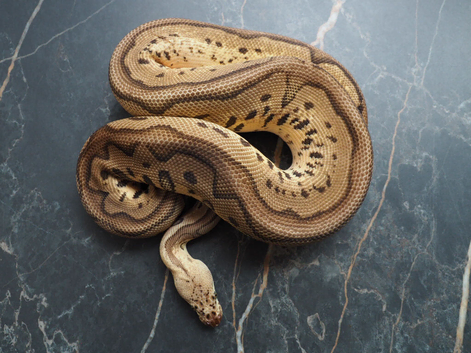 Pastel leopard clown
