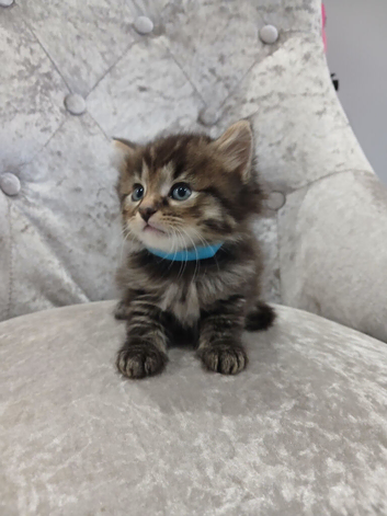 Kittens