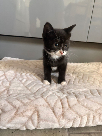 Beautiful 8-Week-Old Black & White Kittens Looking for Loving Homes
