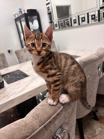 Half bengal kitten for sale