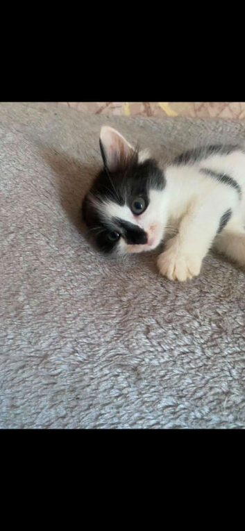 Beautiful kitten