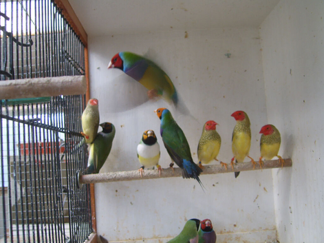 GOULDIAN AND STAR FINCHES FOR SALE