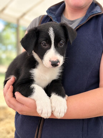 Gorgeous ISDS health tested Border Collie Puppies