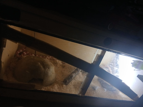 Candy cane corn snake 1 Yr old