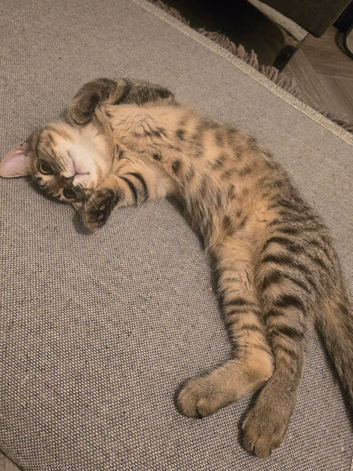 Kitten 4-5 months