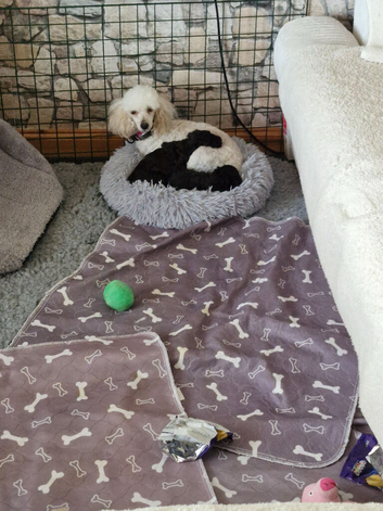 Toy Poodle Puppies