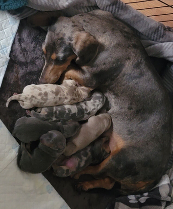 Miniature Dachshund