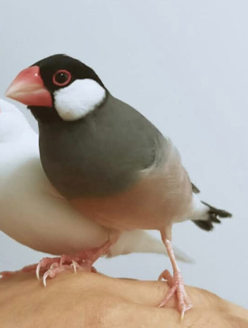 Java finch