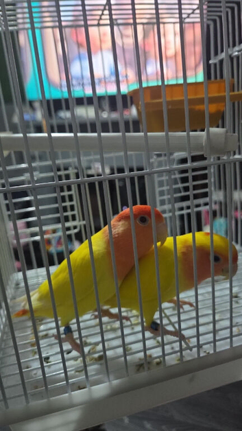 Love birds