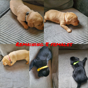 Beautiful labrador puppies 2black females 1 light female available