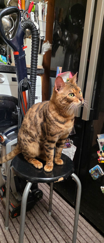 Bengal cat male