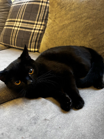 Black British Shorthair