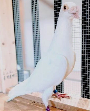 Pure white Logan&rsquo;s racing pigeons high quality birds
