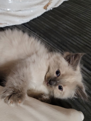 BEAUTIFUL RAGDOLL KITTENS - 2 GIRLS & 2 BOYS