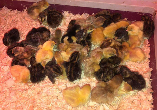 QUAILS/CHINESE PAINTED BUTTONS !