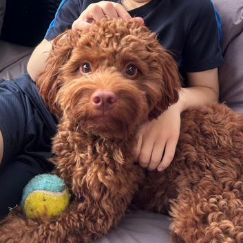 F1 red cockapoo
